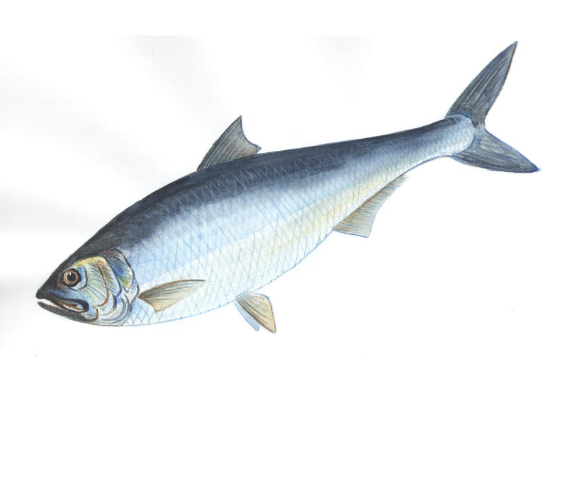 Alosa volgensis