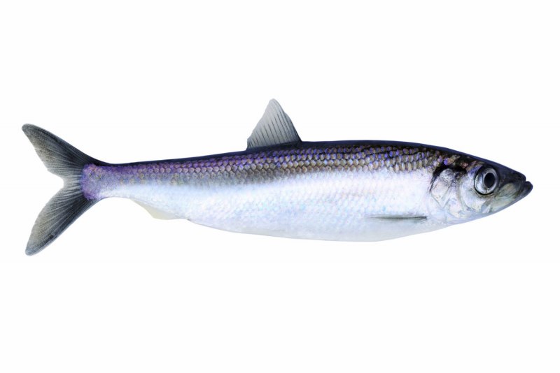 Alosa volgensis