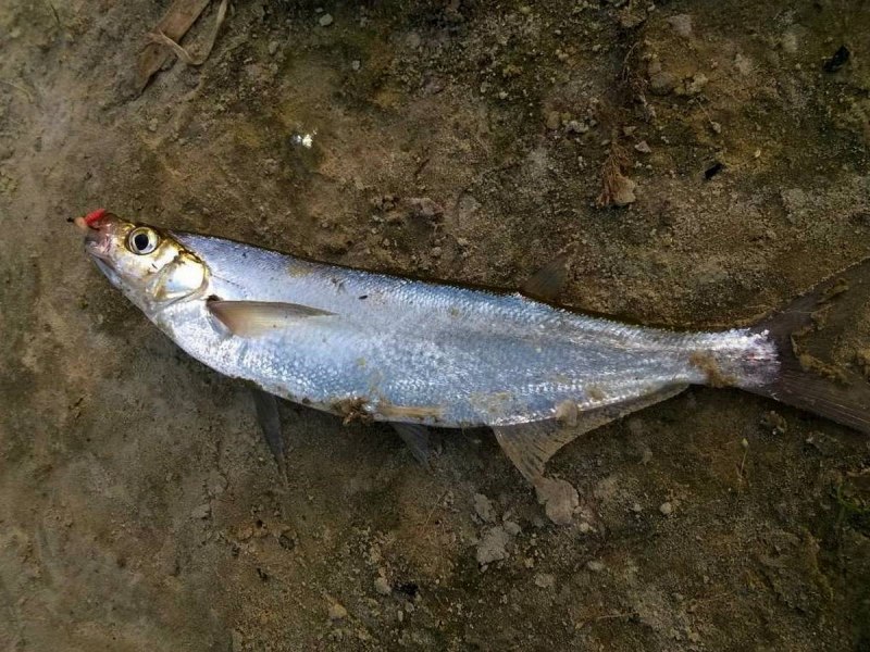 Европейский хариус Thymallus Thymallus