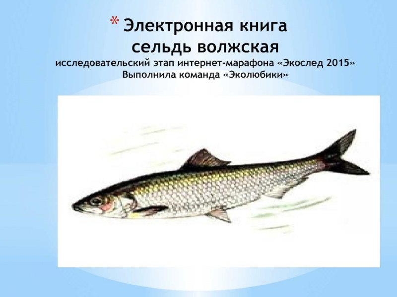 Волжская селедка в красной книге