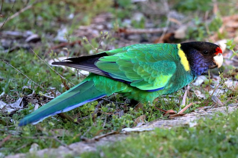 Barnardius zonarius