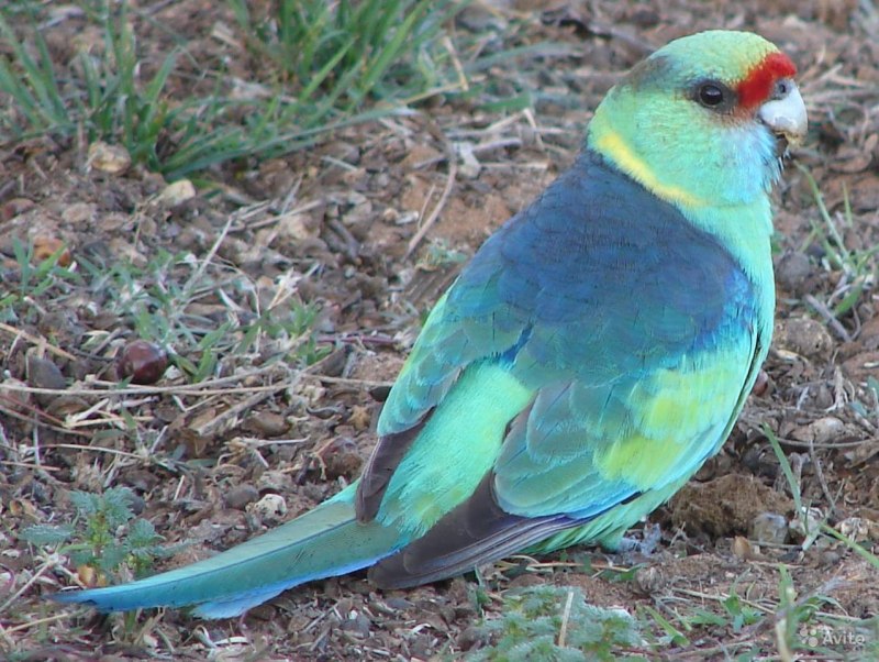 Barnardius zonarius