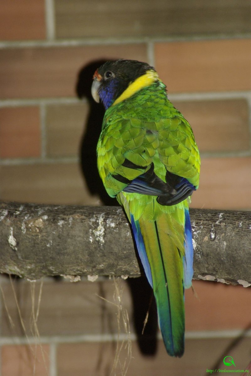 Barnardius zonarius
