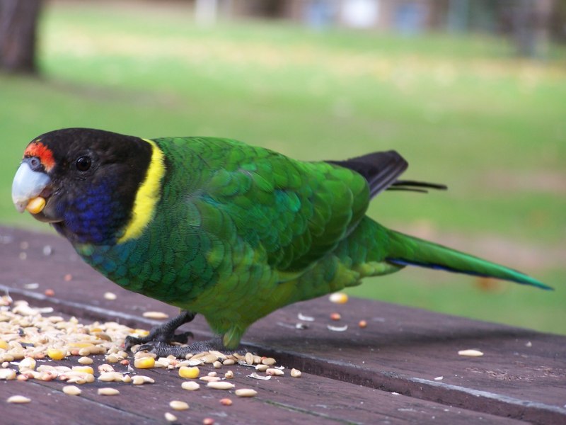 Barnardius zonarius