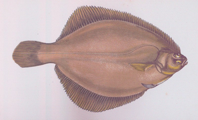 Lepidorhombus whiffiagonis