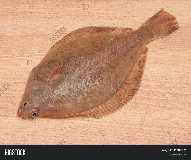 Камбала fish2o