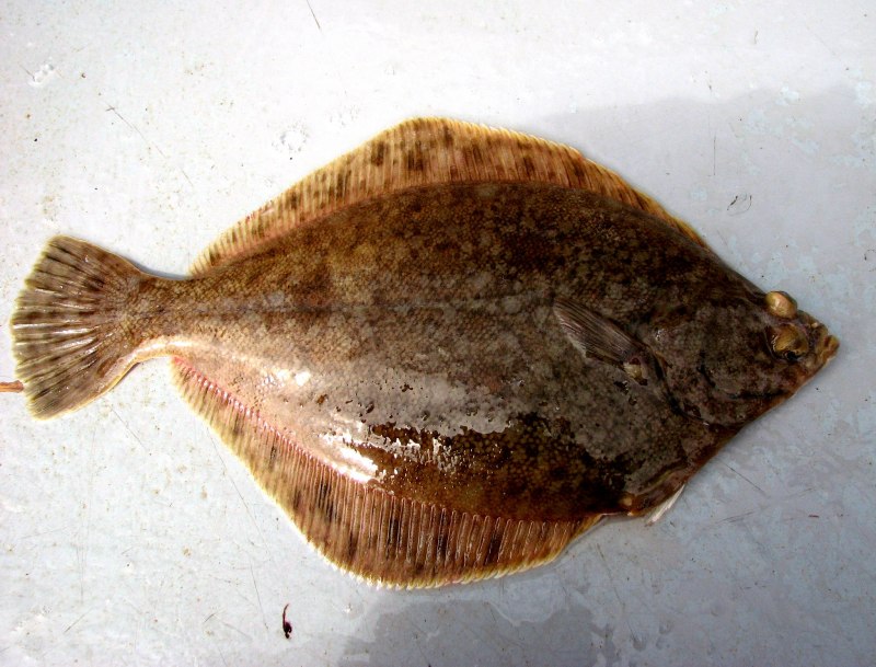 DAB Fish