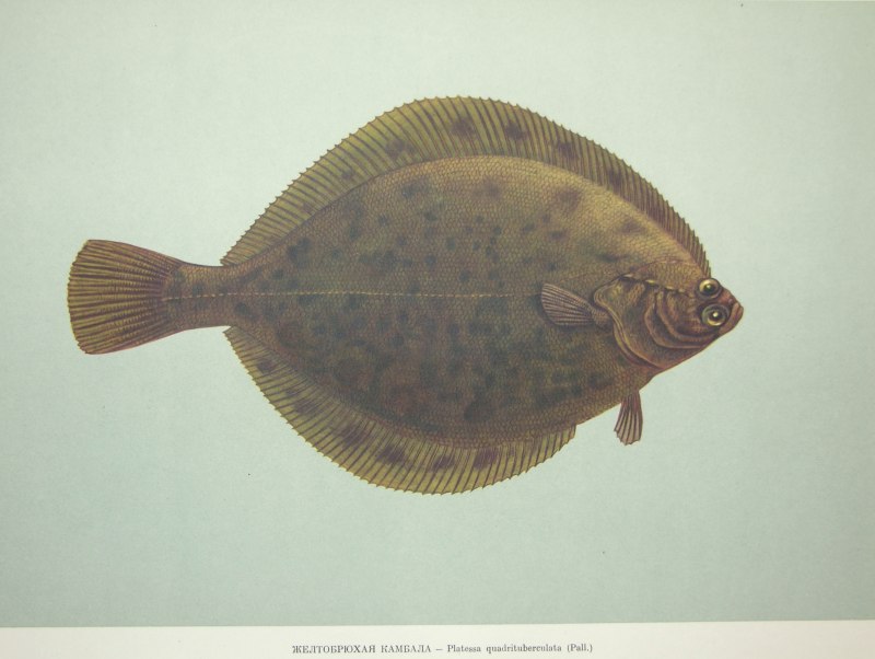 Microstomus kitaharae