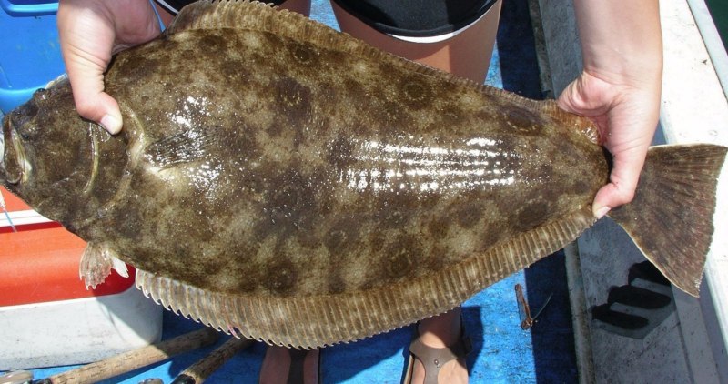 Морская рыба камбала