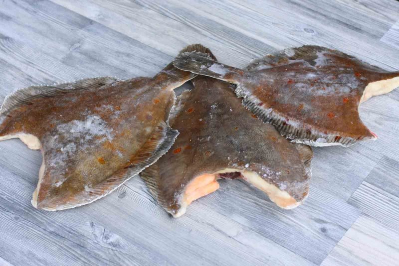 Flounder рыба камбала