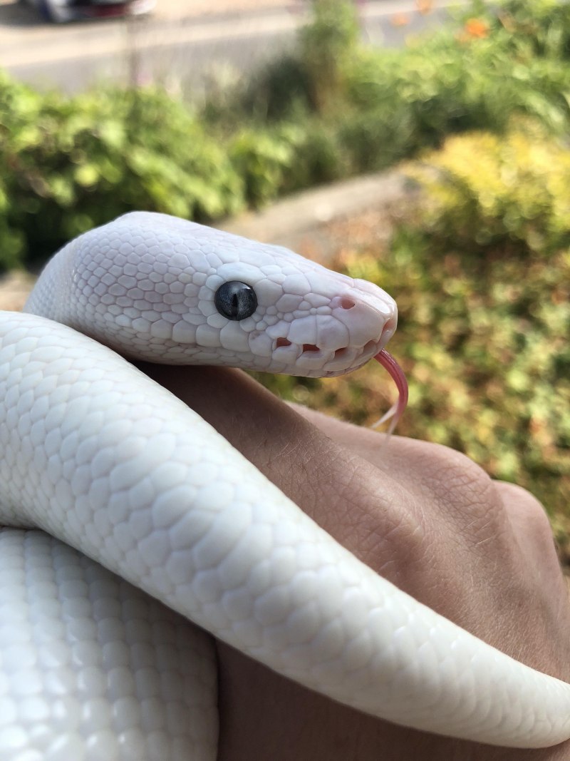 Рисовая змея (56 фото)