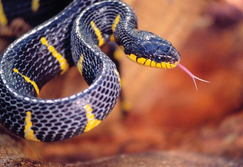 Garter Snake змея