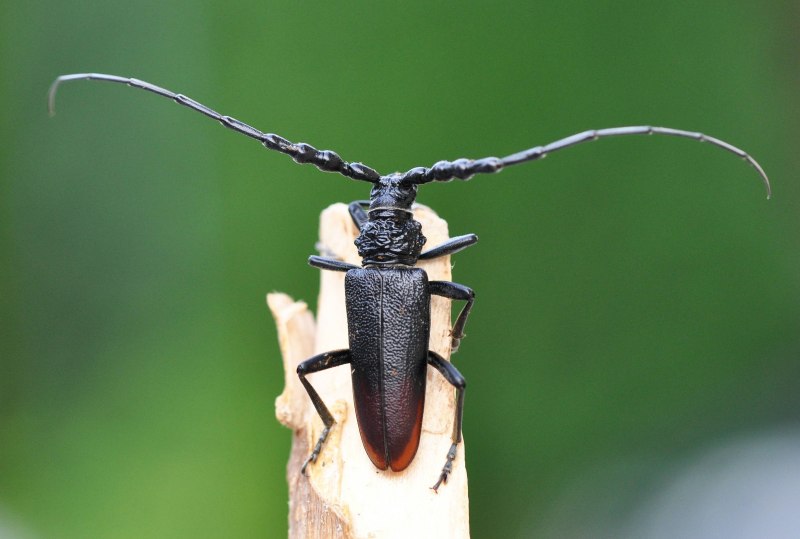 Жук усач Monochamus