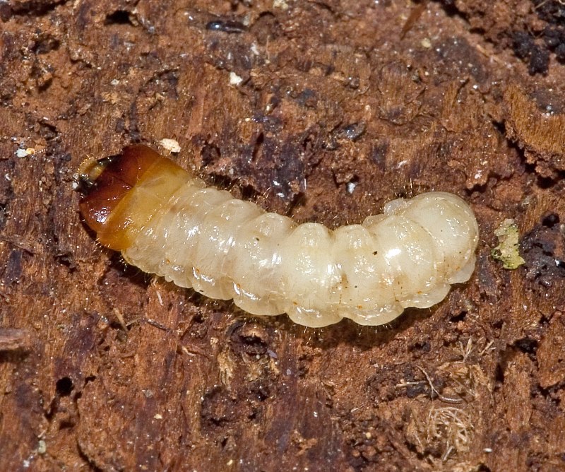 Rhagium Inquisitor личинка