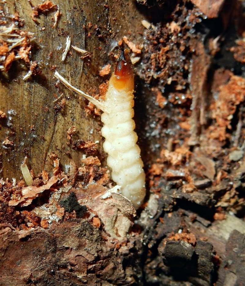 Monochamus galloprovincialis личинка