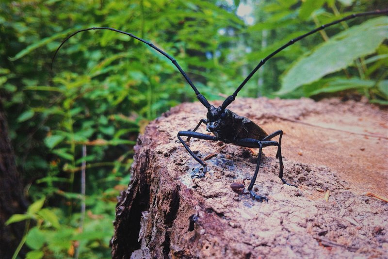 Жук усач Monochamus