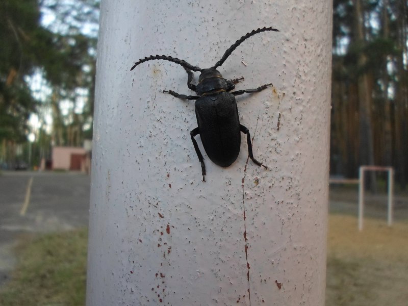 Cossus cossus гусеница