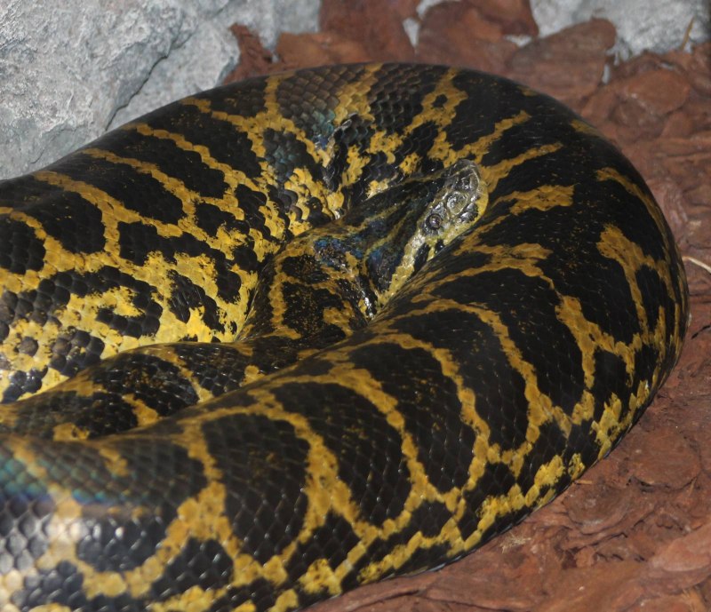 Анаконда eunectes beniensis