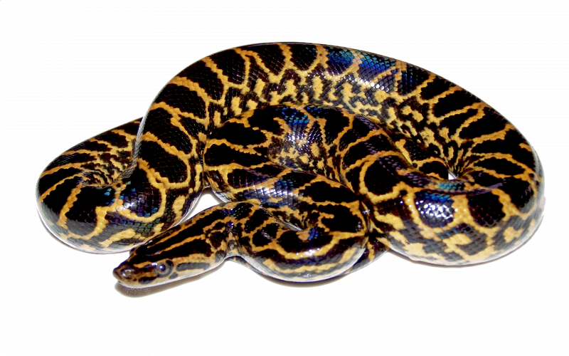 Eunectes Skin