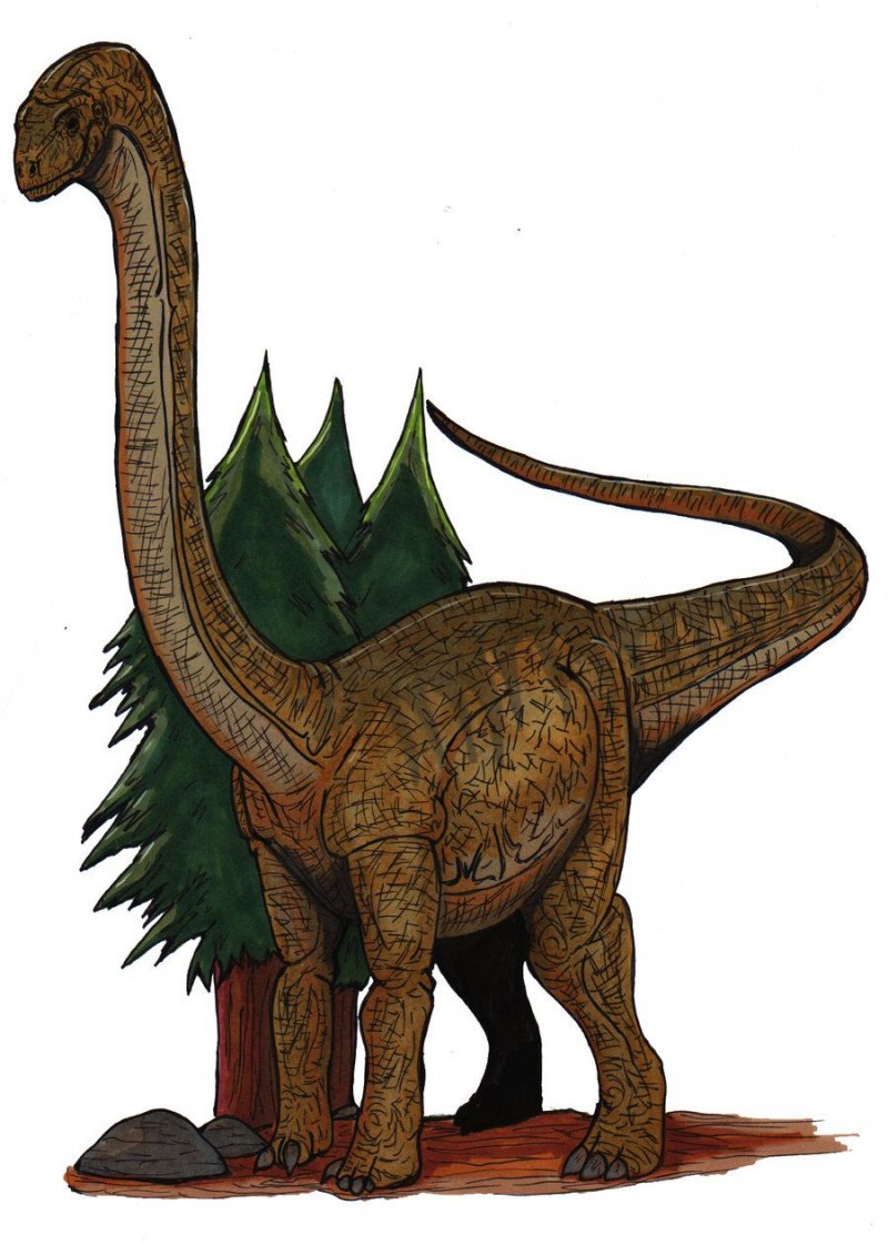 Mamenchisaurus Sinocanadorum