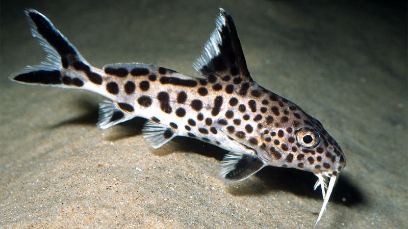 Синодонтис эуптерус (Synodontis eupterus)