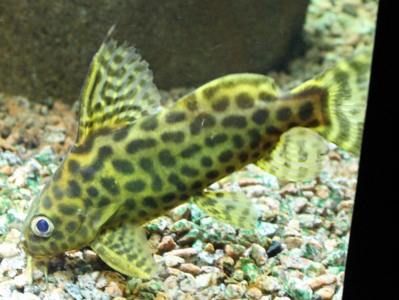 Синодонтис эуптерус (Synodontis eupterus)