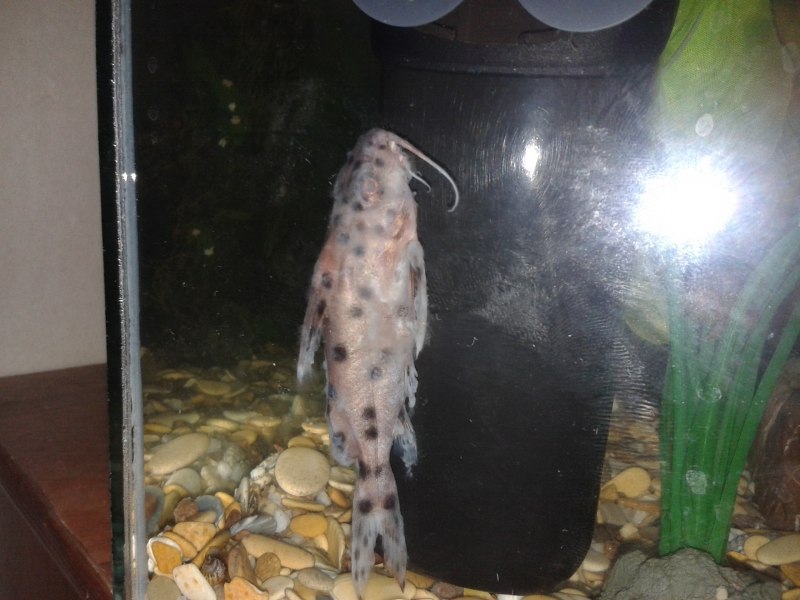 Синодонтис петрикола Synodontis petricola синодонтис петрикола