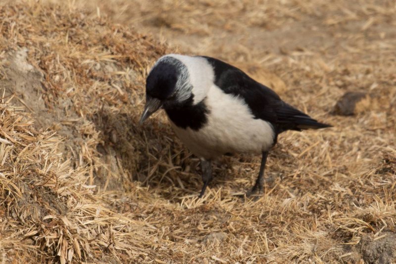 Coloeus dauuricus