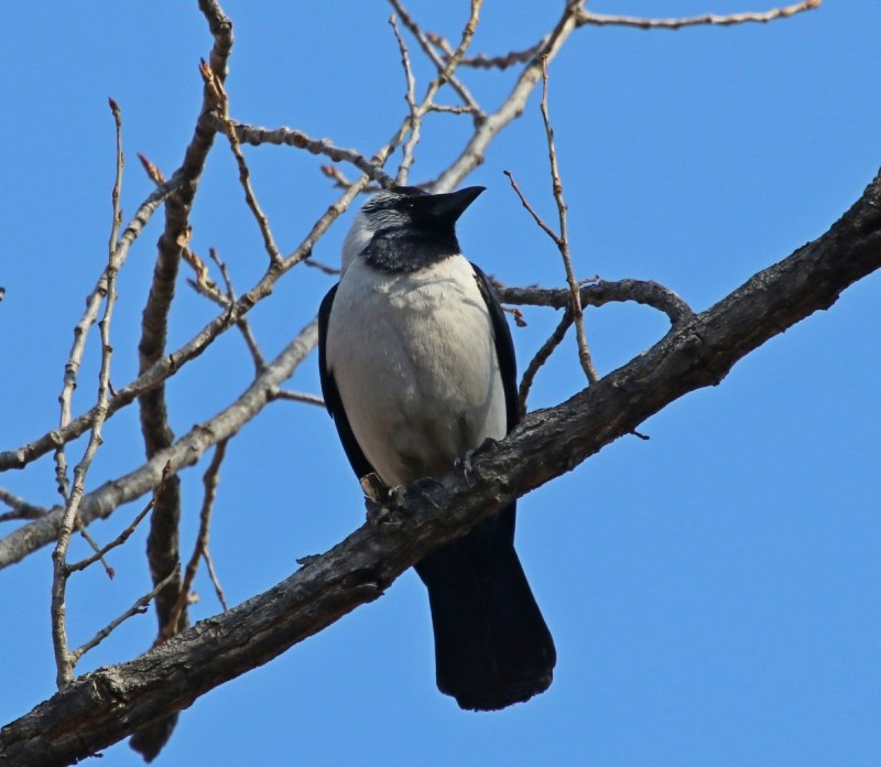 Coloeus dauuricus