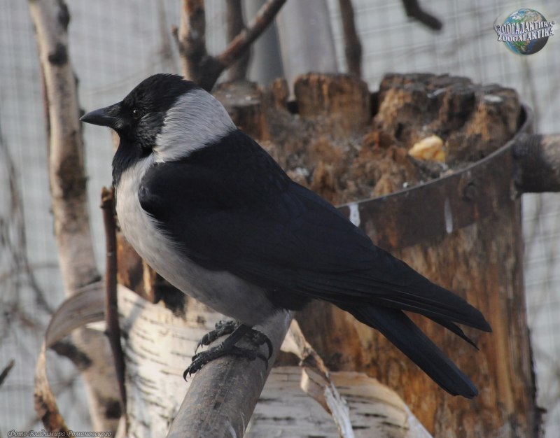 Coloeus dauuricus