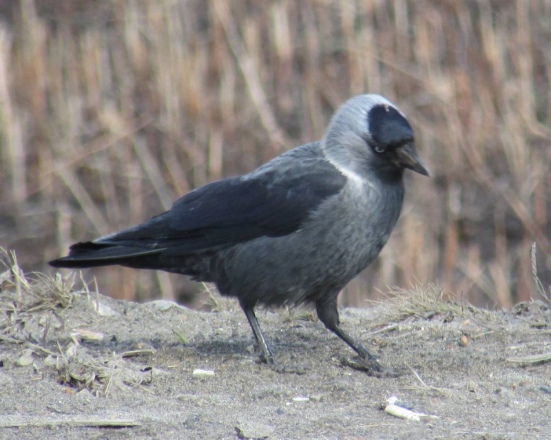 Галка (Coloeus monedula)