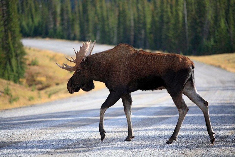 Лось Северной Америки