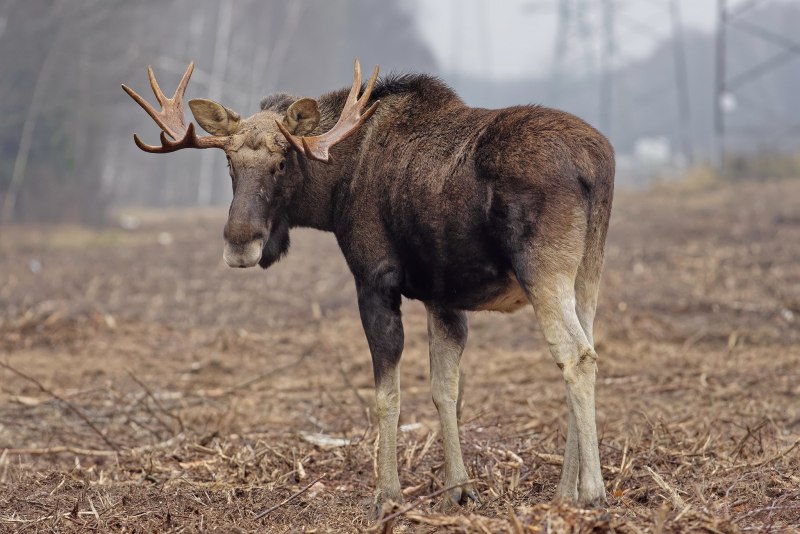 Европейский Лось alces alces
