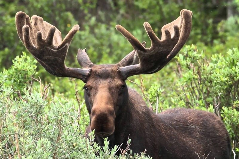 Европейский Лось alces alces