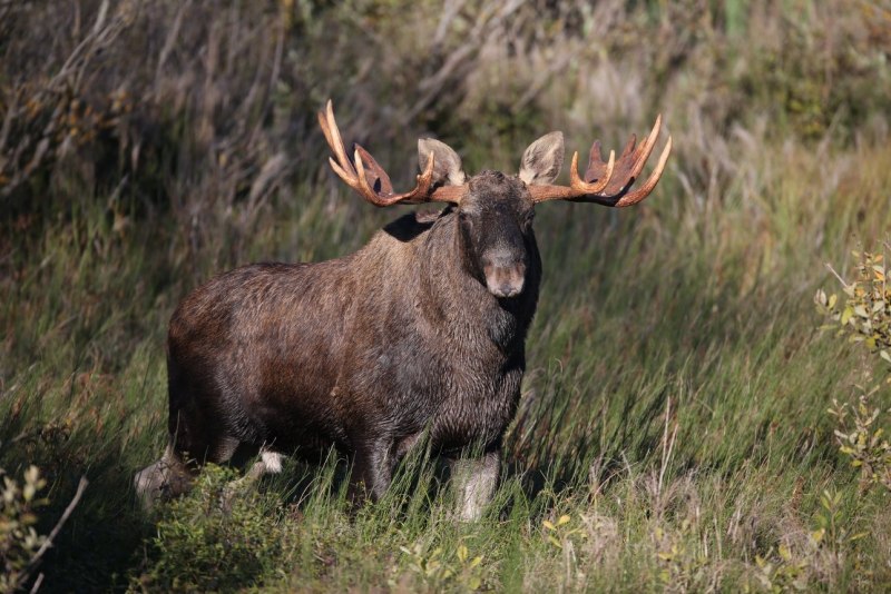 Лось — alces alces l.