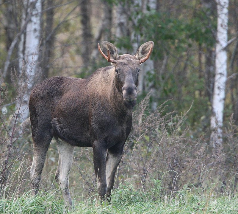 Alces americanus