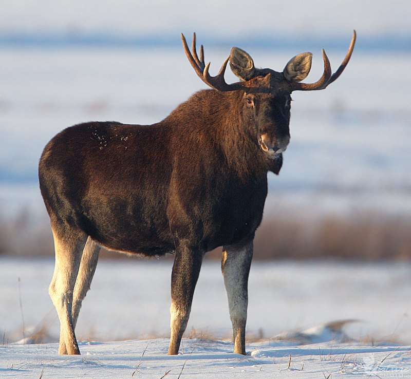 Американский Лось Северной Америки