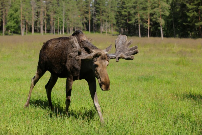 Национальный парк Куршская коса Лось (alces alces)