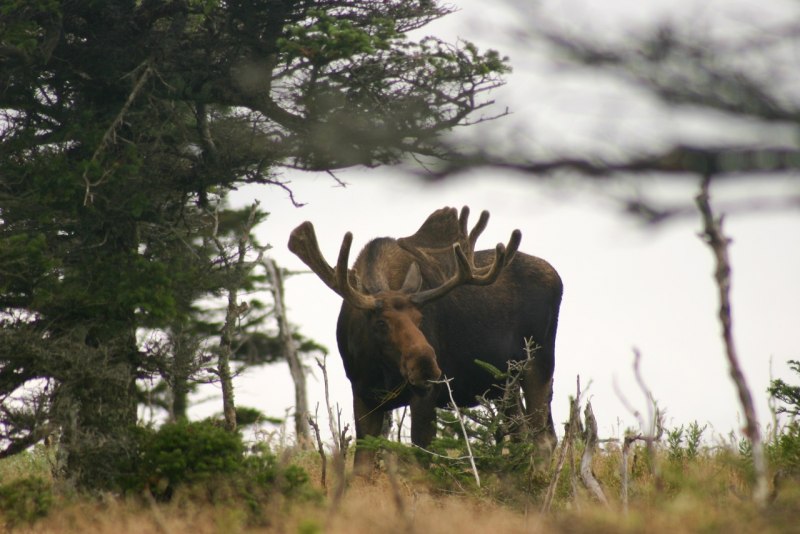 Alces americanus