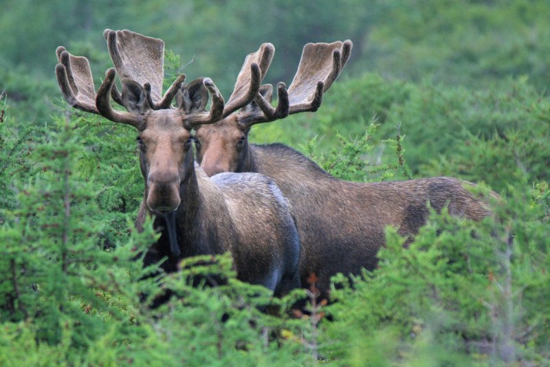 Европейский Лось alces alces