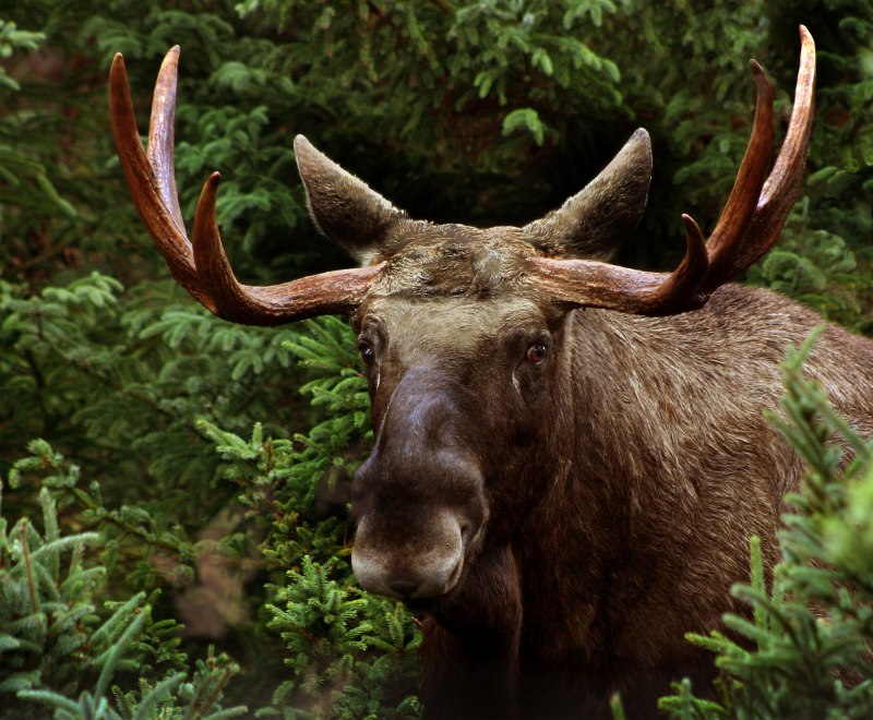 Лось (лат. Alces alces)