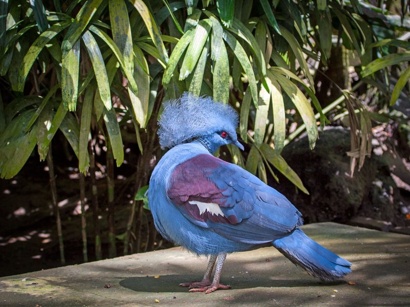 Венценосный голубь (57 фото)