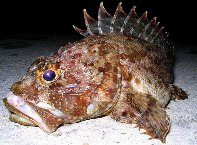 Балтийский Ерш морской