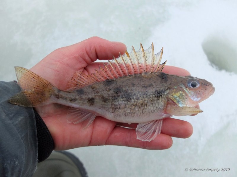 Морской Ерш скорпена