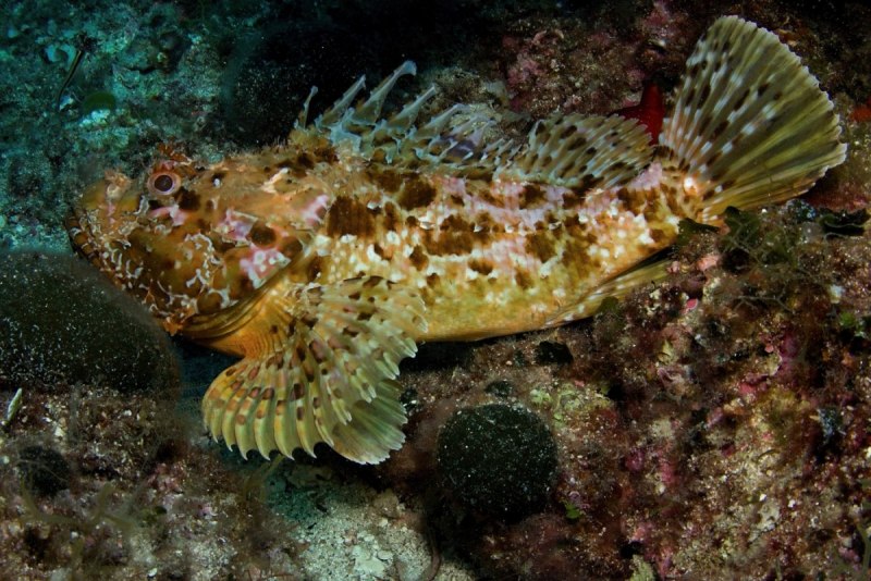 Морской окунь скорпена