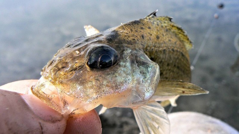 Морской Ерш скорпена Черноморский