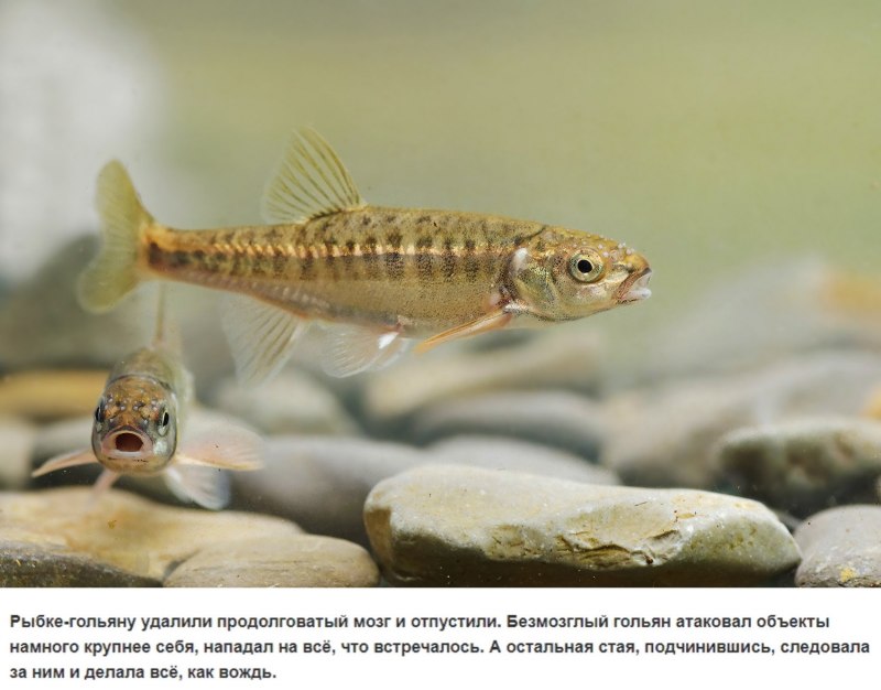 Морской окунь скорпена