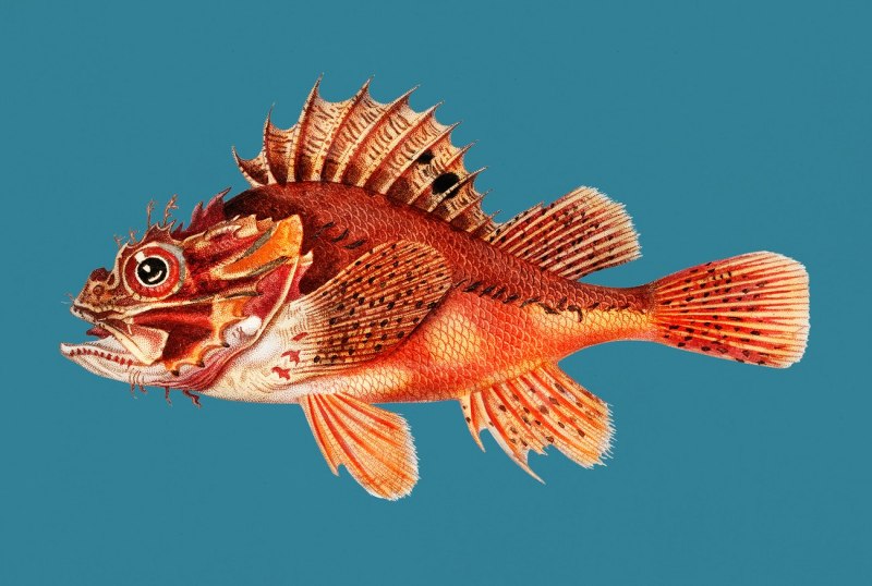 Ёрш рыба морской Мурманский