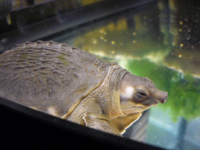 Carettochelys insculpta (двухкоготная, свинорылая черепаха)