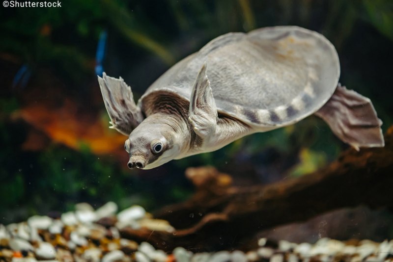 Carettochelys insculpta